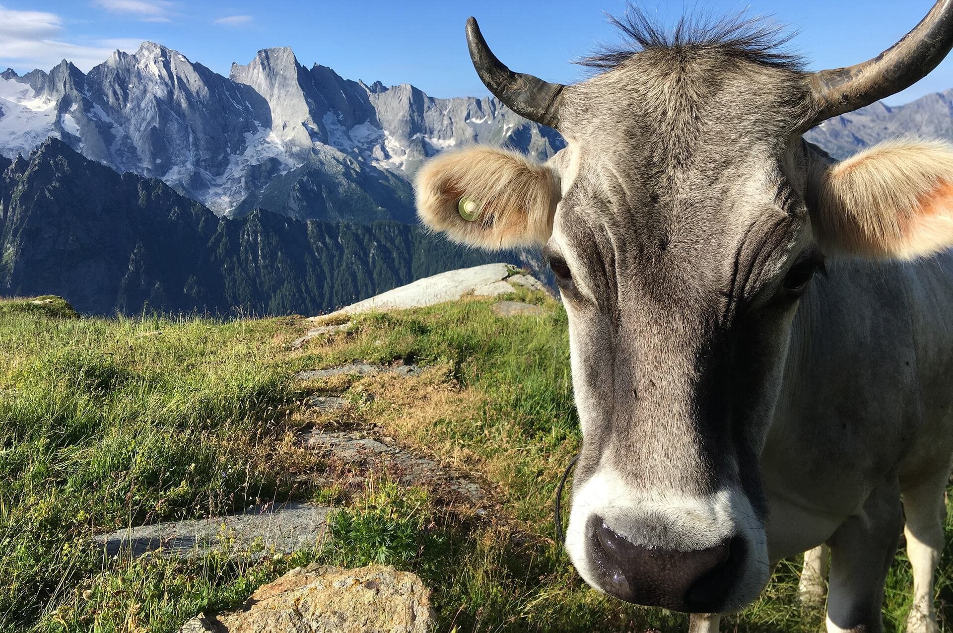 Bregaglia Shop