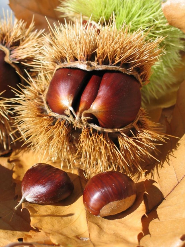 The chestnut