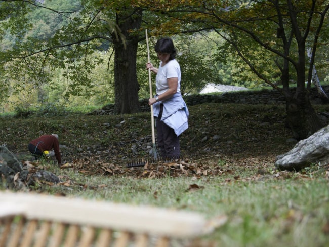 Chestnut forest