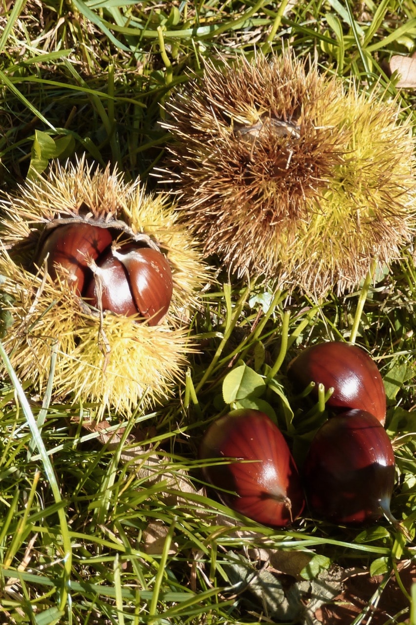 Chestnut Festival