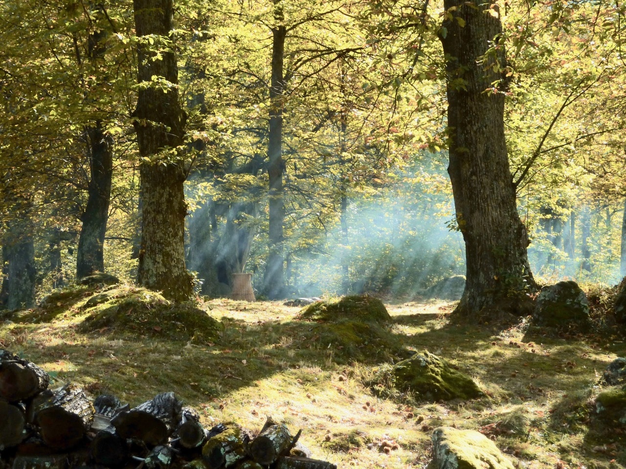 Chestnut forest